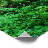 VS, Washington, Olympisch Nat. Park, Hoh Rain Poster (Hoek)