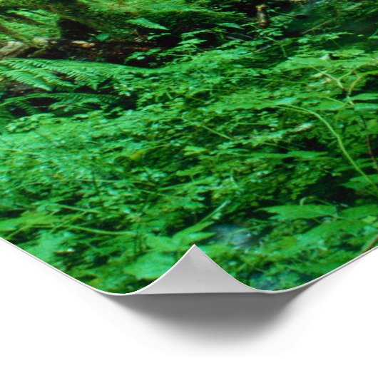 VS, Washington, Olympisch Nat. Park, Hoh Rain Poster (Hoek)