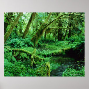VS, Washington, Olympisch Nat. Park, Hoh Rain Poster