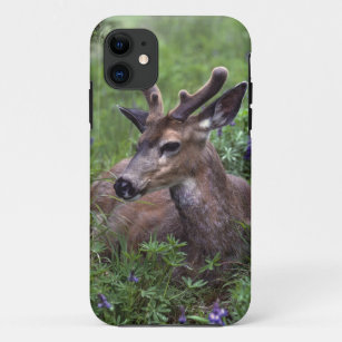 VS, Washington, Olympisch Nationaal Park. Deer iPhone 11 Hoesje