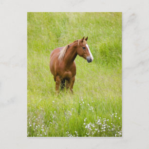 VS, Washington, Paard in voorjaarsveld, Briefkaart