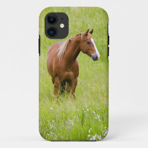 VS, Washington, Paard in voorjaarsveld, iPhone 11 Hoesje