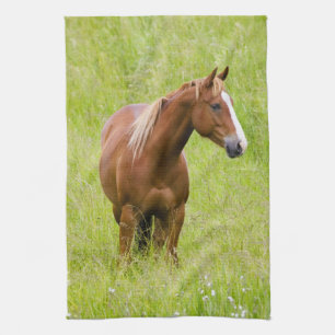 VS, Washington, Paard in voorjaarsveld, Theedoek