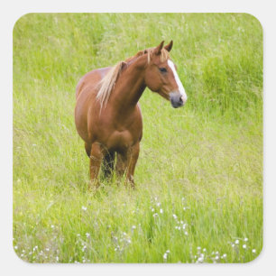 VS, Washington, Paard in voorjaarsveld, Vierkante Sticker