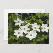 VS, Washington, Pacific Dogwood, Cornus Briefkaart (Voorkant / Achterkant)