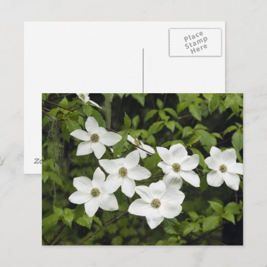 VS, Washington, Pacific Dogwood, Cornus Briefkaart (Voorkant / Achterkant)