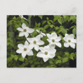 VS, Washington, Pacific Dogwood, Cornus Briefkaart (Voorkant)