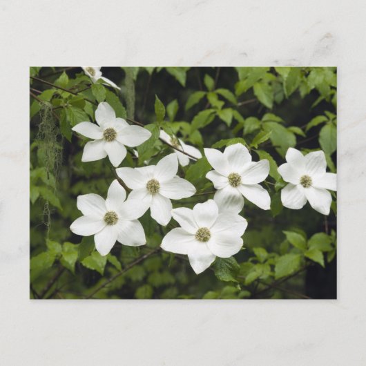 VS, Washington, Pacific Dogwood, Cornus Briefkaart (Voorkant)