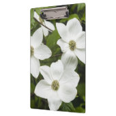 VS, Washington, Pacific Dogwood, Cornus Klembord (Links)