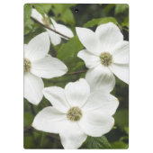 VS, Washington, Pacific Dogwood, Cornus Klembord (Achterkant)