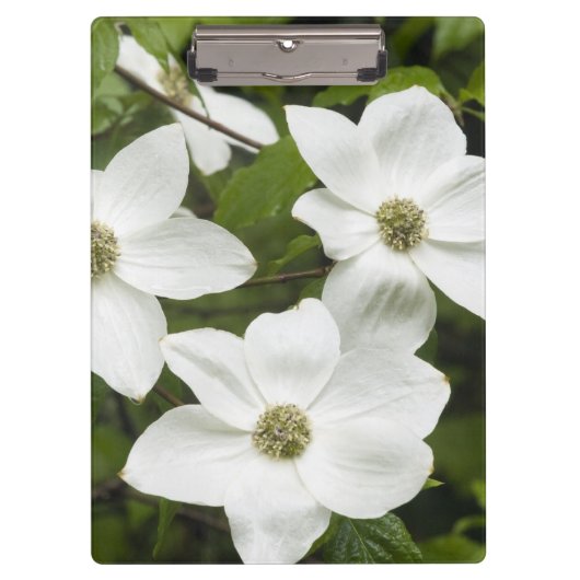 VS, Washington, Pacific Dogwood, Cornus Klembord (Voorkant)