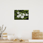 VS, Washington, Pacific Dogwood, Cornus Poster (Keuken)