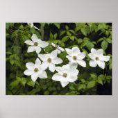 VS, Washington, Pacific Dogwood, Cornus Poster (Voorkant)