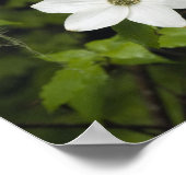 VS, Washington, Pacific Dogwood, Cornus Poster (Hoek)