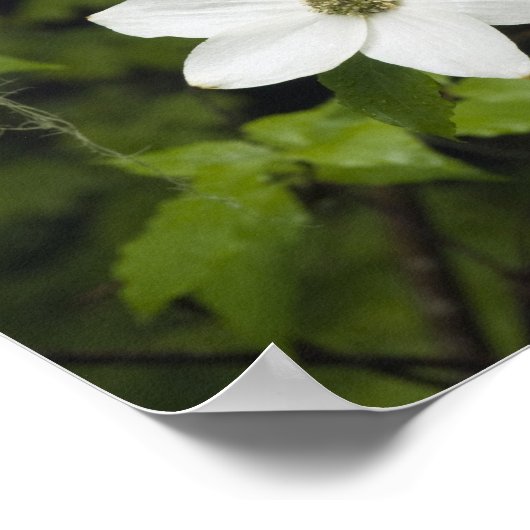VS, Washington, Pacific Dogwood, Cornus Poster (Hoek)