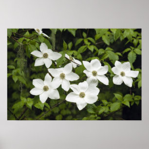 VS, Washington, Pacific Dogwood, Cornus Poster