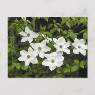 VS, Washington, Pacifische kornoelje, Cornus Briefkaart