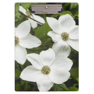 VS, Washington, Pacifische kornoelje, Cornus Klembord