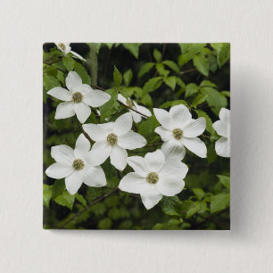 VS, Washington, Pacifische kornoelje, Cornus Vierkante Button 5,1 Cm