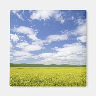 VS, Washington, Palouse Country, Bloei Magneet