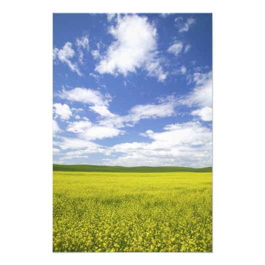 VS, Washington, Palouse Country, Bloeiend Foto Afdruk (Voorkant)