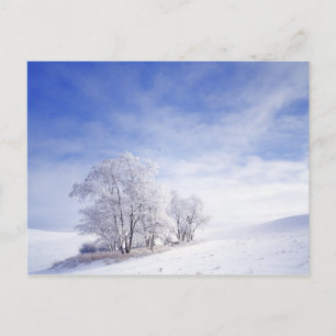 VS, Washington, Palouse gebied, Bevroren Zwarte Briefkaart