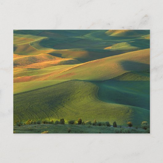 VS, Washington, Palouse, Whitman County Briefkaart (Voorkant)