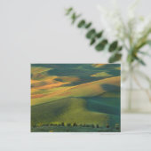 VS, Washington, Palouse, Whitman County Briefkaart (Staand voorkant)