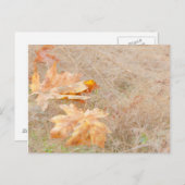 VS, Washington, Quinault. Maple Leaves Briefkaart (Voorkant / Achterkant)