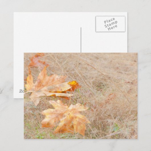 VS, Washington, Quinault. Maple Leaves Briefkaart (Voorkant / Achterkant)