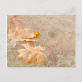 VS, Washington, Quinault. Maple Leaves Briefkaart (Voorkant)