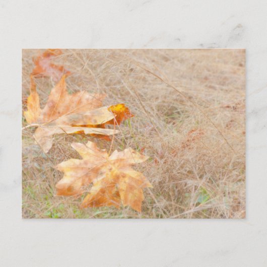 VS, Washington, Quinault. Maple Leaves Briefkaart (Voorkant)