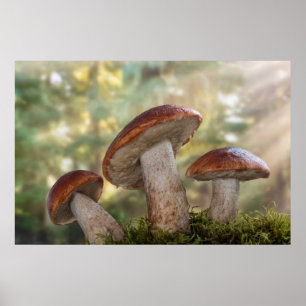 VS, Washington, Seabeck. Leccinum Insigne Poster