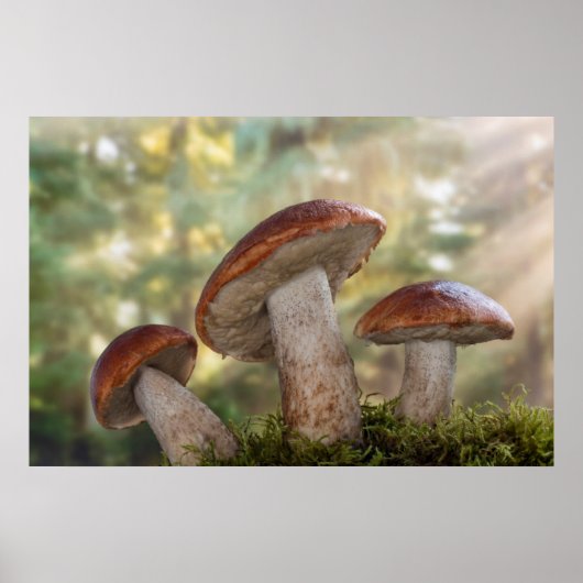 VS, Washington, Seabeck. Leccinum Insigne Poster (Voorkant)