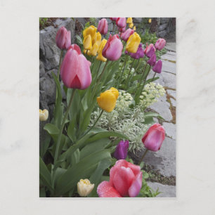 VS, Washington, Seabeck. Tulpen omlijsten tuin Briefkaart