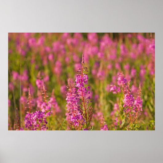 VS, Washington, Seattle, Discovery Park 3 Poster (Voorkant)