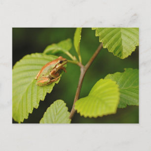 VS, Washington, Seattle, Discovery Park Briefkaart