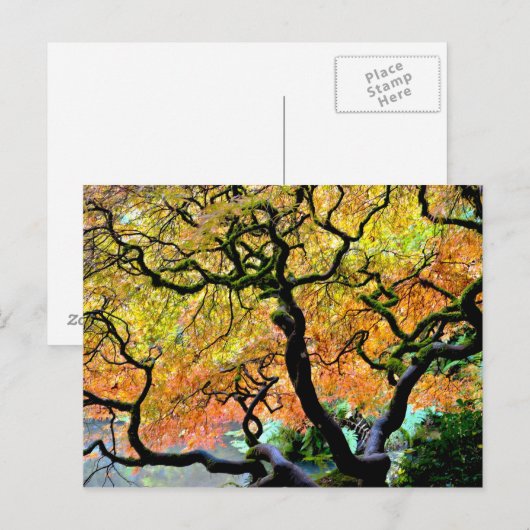 VS, Washington, Seattle, Kubota Garden. Briefkaart (Voorkant / Achterkant)