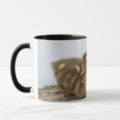 VS, Washington, Seattle, Lake Washington Mok (Links)