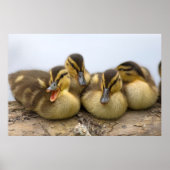 VS, Washington, Seattle, Lake Washington Poster (Voorkant)