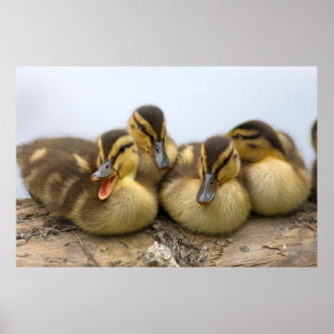 VS, Washington, Seattle, Lake Washington Poster