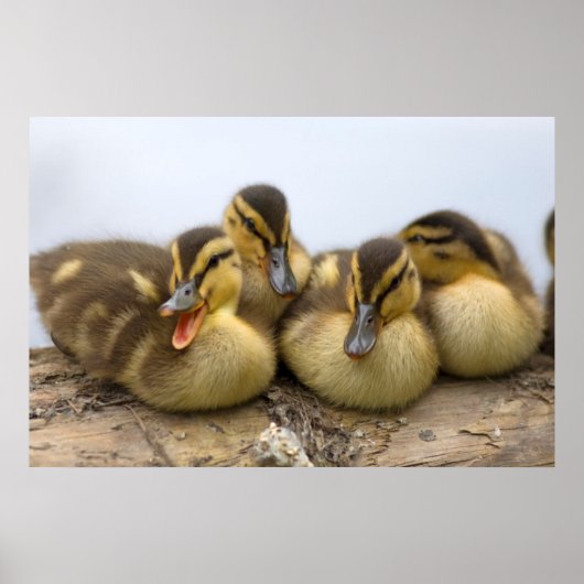 VS, Washington, Seattle, Lake Washington Poster (Voorkant)