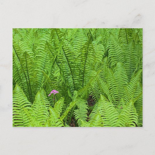 VS, Washington, Seattle, Washington Park Briefkaart (Voorkant)