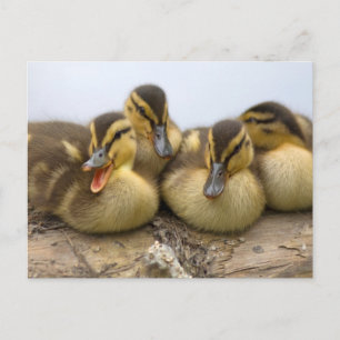 VS, Washington, Seattle, Washingtonmeer Briefkaart