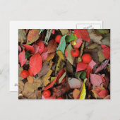 VS, Washington, Spokane Co., Hawthorn Leaves Briefkaart (Voorkant / Achterkant)