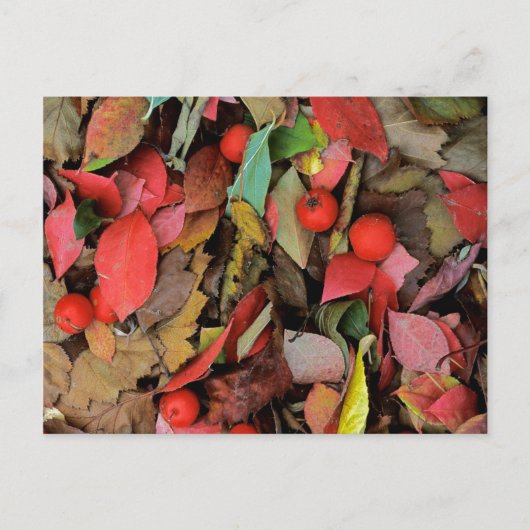 VS, Washington, Spokane Co., Hawthorn Leaves Briefkaart (Voorkant)