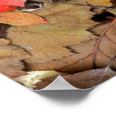 VS, Washington, Spokane Co., Hawthorn Leaves Poster (Hoek)