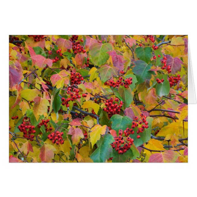 VS, Washington, Spokane County, Hawthorn Leaves 2 (Voorkant Horizontaal)