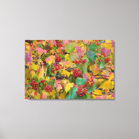 VS, Washington, Spokane County, Hawthorn Leaves 2 Canvas Afdruk (Voorkant)