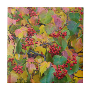 VS, Washington, Spokane County, Hawthorn Leaves 2 Tegeltje